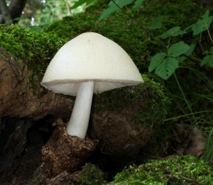 Volvariella bombycina (2)B.jpg