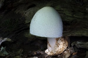 Volvariella bombycina (3).jpg