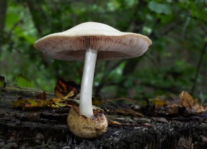 Volvariella bombycina (3)B.jpg