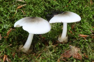 Volvariella_caesiotincta.jpg