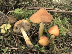 voskovka kuelovit-Hygrocybe conica3.jpg