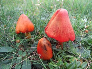 voskovka kuelovit-Hygrocybe conica 5.JPG