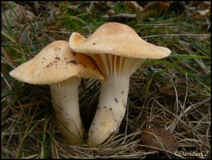 Voskovka lun (Hygrocybe pratensis).jpg