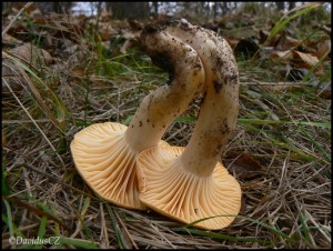 Voskovka lun (Hygrocybe pratensis) 2.jpg