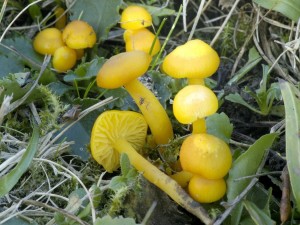 Voskovka voskov - Hygrocybe ceracea .jpg