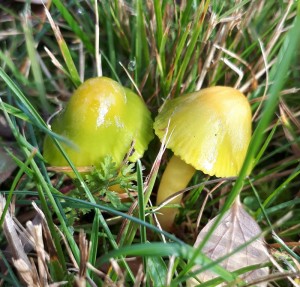 VoskovkaPapousci.jpg
