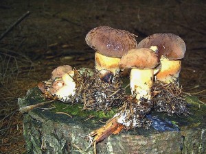 X.badius.jpg