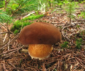 X.badius.jpg