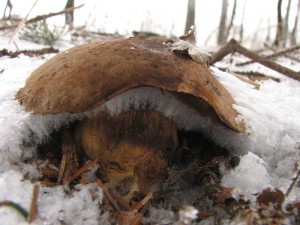 Xerocomus2.jpg