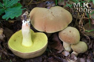 Xerocomus_ferrugineus.jpg