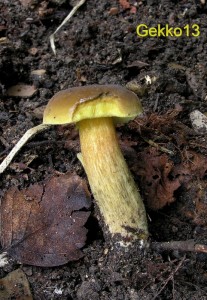 Xerocomus_sp.JPG