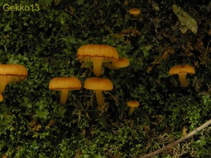 Xeromphalina campanella.JPG