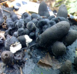 Xylaria.jpg