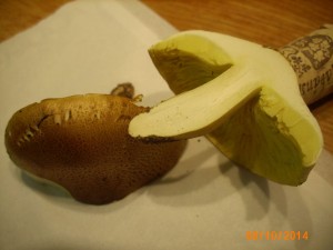 Yellow - cut.jpg