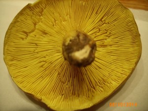 Yellow - lupeny.jpg