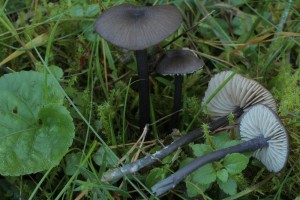 Zvojenka [Entoloma] 21b.JPG