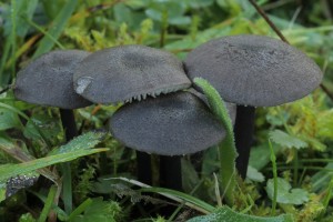 Zvojenka [Entoloma] 22.JPG