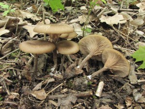 zvojenka hedvbit-Entoloma sericeoides.jpg
