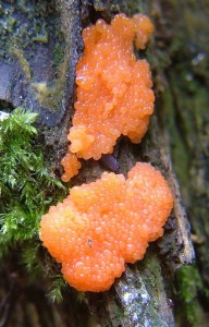 Zlepnek jahodovit - Tubifera ferruginosa (3).jpg