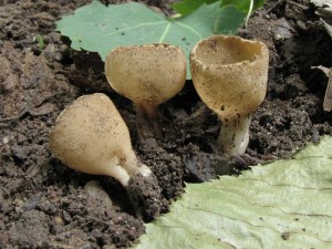 Zvonkovka kovit-Tarzetta cupularis.jpg