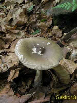 Amanita battarae3.JPG