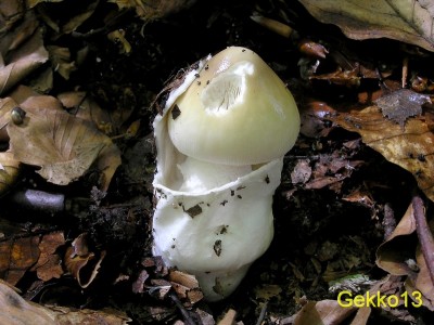 Amanita battarae4.JPG