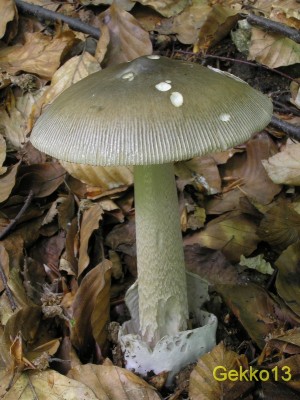 Amanita battarae.JPG