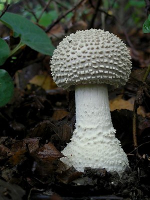 amanita_echinocephala.jpg