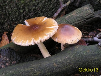 Amanita_fulva2.JPG