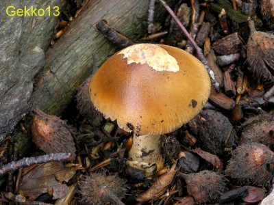 Amanita fulva3.JPG