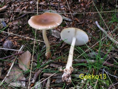 Amanita fulva.JPG