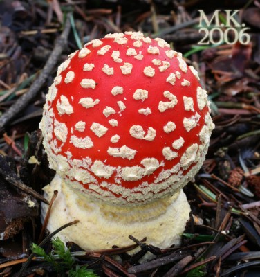 amanita_muscaria_166[1].jpg