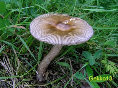 Amanita submembranacea.JPG