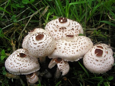 Bedla hrebenita_lepiota cristata1.jpg