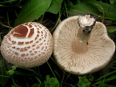 Bedla hrebenita_lepiota cristata2.jpg