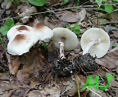 Bedla hrebenita_lepiota cristata.jpg