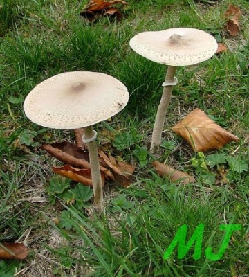 Bedla_vynikla_Lepiota mastoidea1.jpg