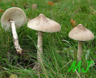 Bedla_vynikla_Lepiota mastoidea.jpg