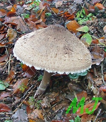 Bedla_vysoka_Macrolepiota_procera2.jpg