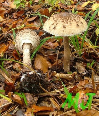 Bedla_vysoka_Macrolepiota_procera.jpg