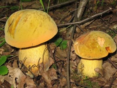 boletus_luridus.jpg