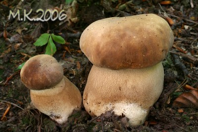 boletus_reticulatus.jpg