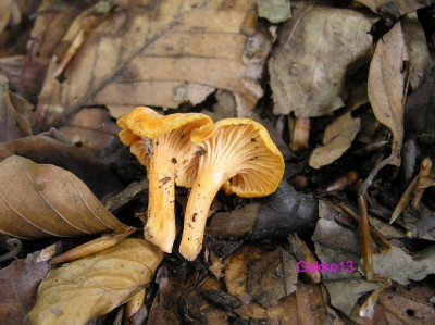 CANTHARELLUS_FRIESII.JPG