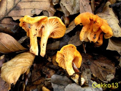 Cantharellus friesii.jpg