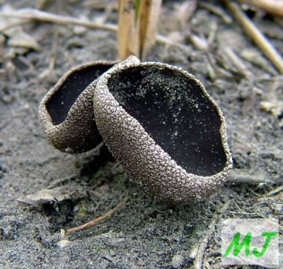 Chřapáč černý - Helvella corium (14).jpg