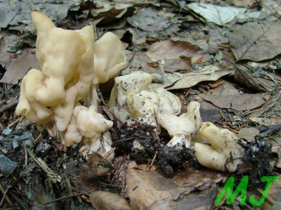 Chrapac_kaderavy_Helvella_grispa.jpg