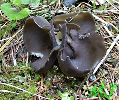 Chrapac_podobny_Helvella_solitara.jpg