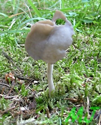 Chrapac_pruzny_Helvella_elastica1.jpg