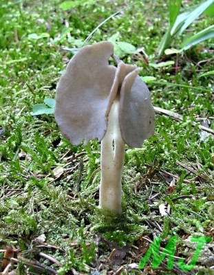 Chrapac_pruzny_Helvella_elastica.jpg