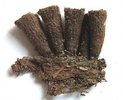 Cisenka_ryhovana_Cyathus_striatus.jpg
